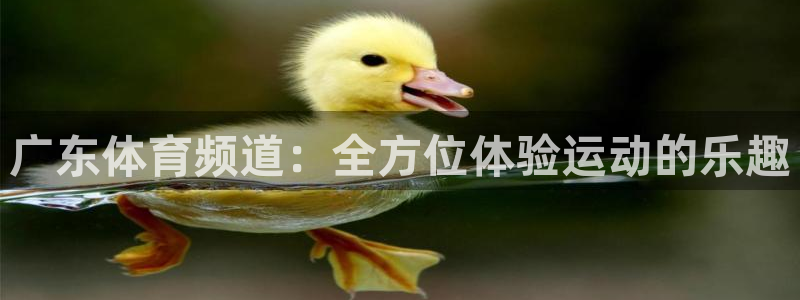 广东体育频道：全方位体验运动的乐趣